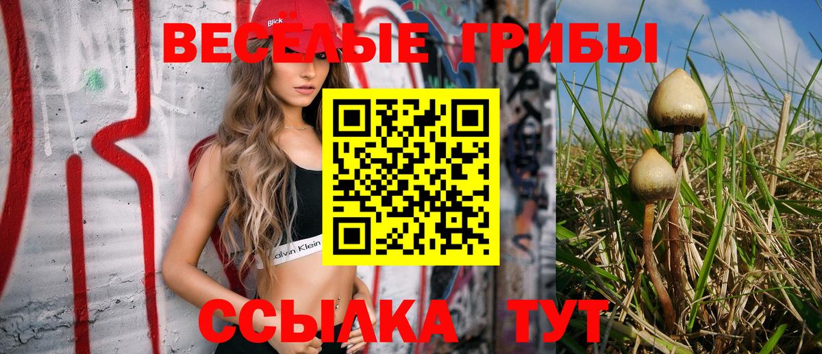 Псилоцибиновые грибы Psilocybe Заводоуковск